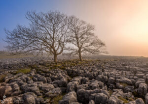 Ingleton Limestone
