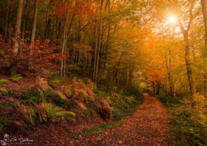 Kildale Woods Autumn