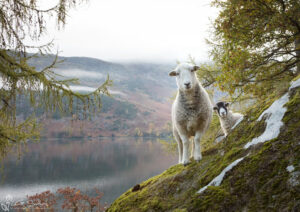 Lake District Sheep Photo Bomb