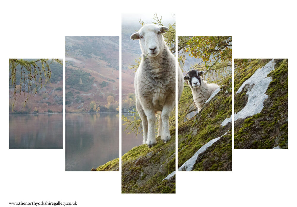 Lake District Sheep Photo Bomb 5PCS Wall Art 1 Lake District Sheep Photo Bomb 5PCS Wall Art