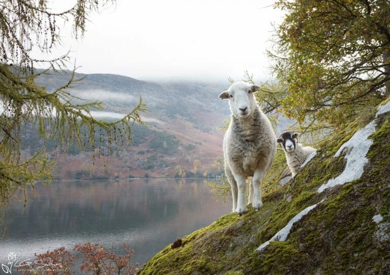 Lake District Sheep Photo Bomb