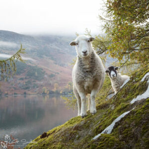 Lake District Sheep Photo Bomb Photo Slate