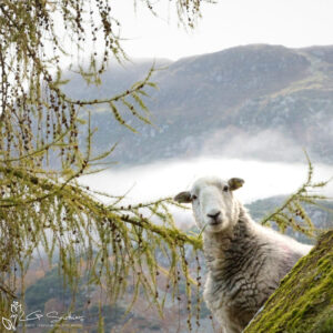 Lake District Sheep Photo Slate