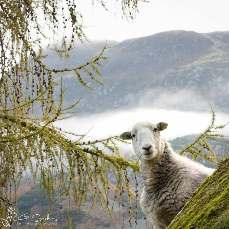 Lake District Sheep Photo Slate