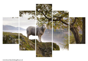 Lakeland Sheep Happily Having It's Photo Taken 5PCS Wall Art