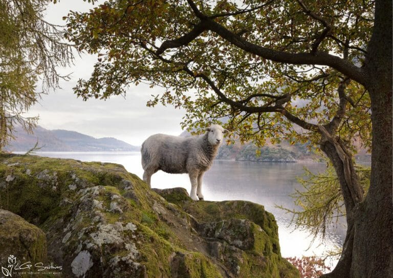 Lakeland Sheep Happily Has Its Picture Taken