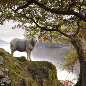 Lakeland Sheep Happily Has Its Picture Taken Photo Slate