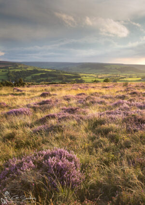 Lealholm Moor