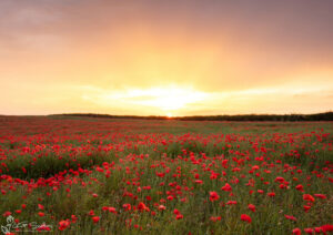Loftus Poppies