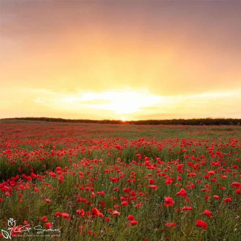 Loftus Poppies Mini Foam Board Print