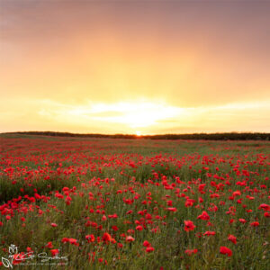 Loftus Poppies Photo Slate