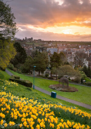 Pannett Park Whitby Daffodils