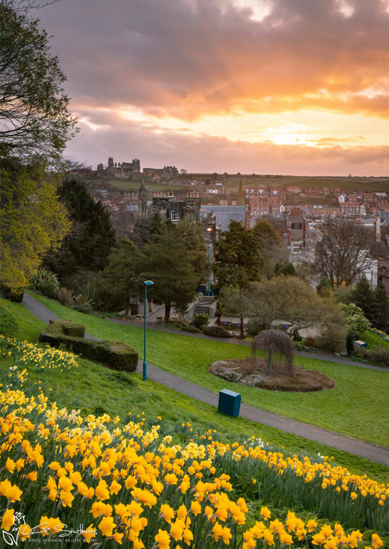 Pannett Park Whitby Daffodils