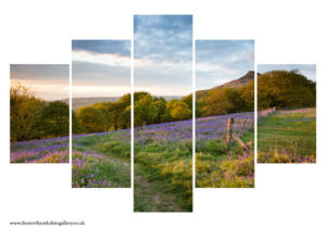 Path Through The Bluebells To Roseberry Topping 5PCS Wall Art