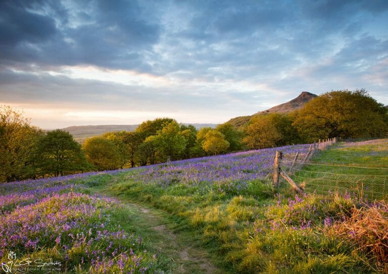 Path Through The Bluebells To Roseberry Topping