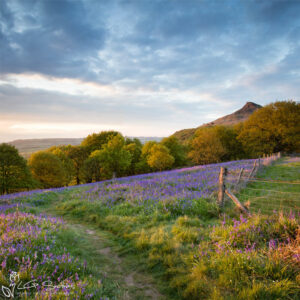 Path Through The Bluebells To Roseberry Topping Photo Slate