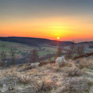 Percy Cross Sheep Photo Slate