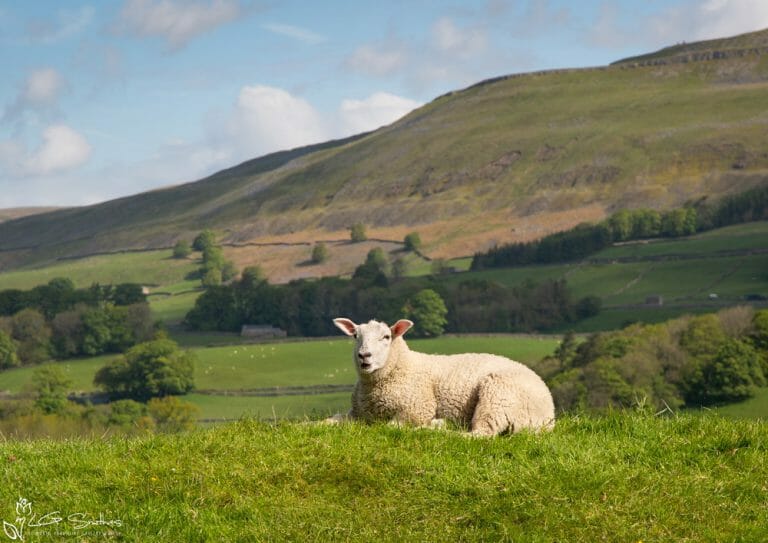 Relaxing In The Dales