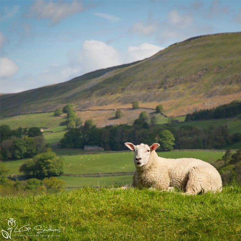Relaxing In The Dales Photo Slate