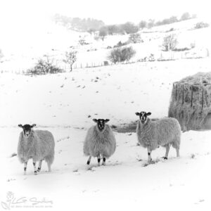 Roseberry Sheep Photo Slate