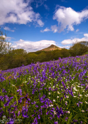 Roseberry Topping Bluebells And Stitchwort