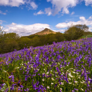 Roseberry Topping Bluebells And Stitchwort Photo Slate