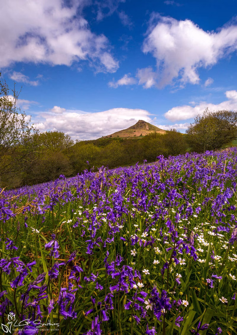 Roseberry Topping Bluebells And Stitchwort