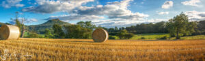 Roseberry Topping Harvest Slim Panoramic