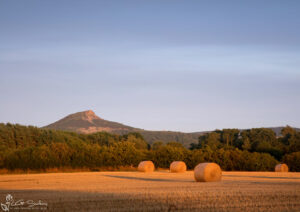 Roseberry Topping In Golden Light From The Fields Of Nunthorpe
