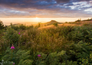 Roseberry Topping In Golden Sunlight