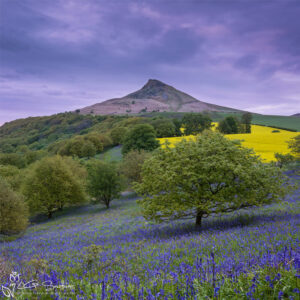 Roseberry Topping Morning Bluebells Photo Slate
