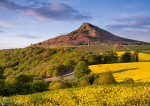 Roseberry Topping Oilseed and Bluebells