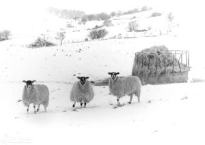 Roseberry Topping Sheep In The Snow