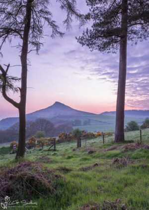 Roseberry Topping Through The Trees