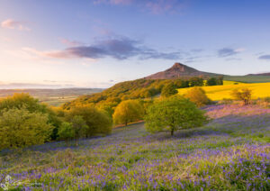Roseberry Topping's Bluebell Carpet