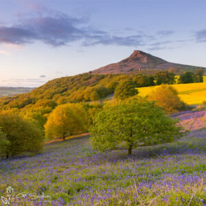Roseberry Topping's Bluebell Carpet Photo Slate