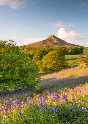 Roseberry Topping's Bluebells 2019
