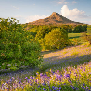 Roseberry Topping's Bluebells 2019 Photo Slate
