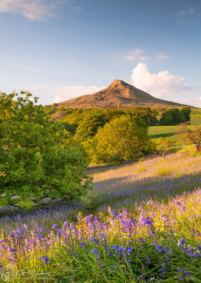 Roseberry Topping's Bluebells 2019