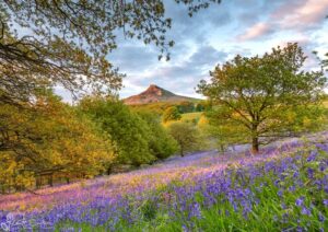 Roseberry's Bluebells