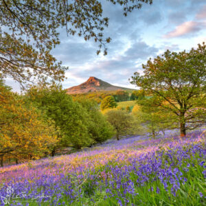 Roseberry's Bluebells Photo Slate