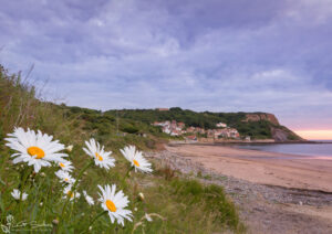 Runswick Bay Shasta Daisies
