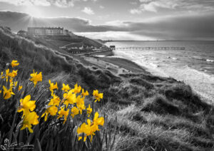 Saltburn Daffodil Sunset Colour Splash