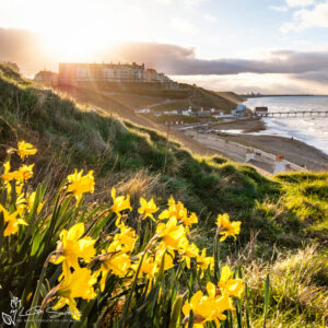 Saltburn Daffodils Sunset Mini Foam Board Print