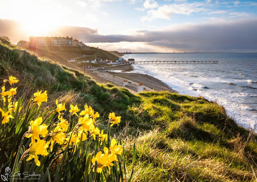 Saltburn Daffodils Sunset 1 Saltburn Daffodils Sunset