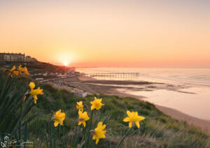Saltburn Daffodils