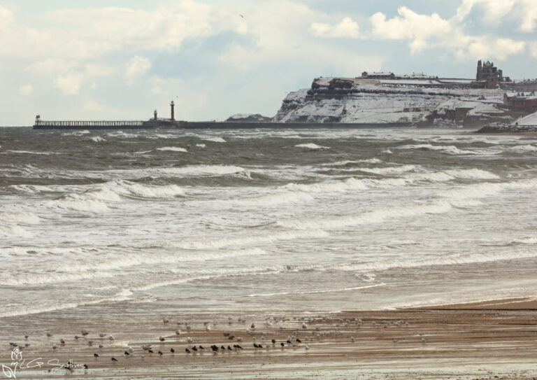 Seagulls On Whitby Beach