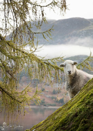 Sheep Early In The Morning At Glenridding