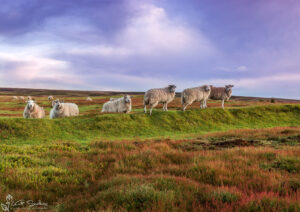 Sheep On The Danby Moor