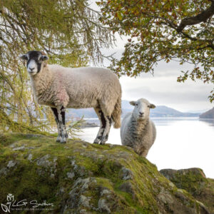 Sheep At Ullswater Photo Slate
